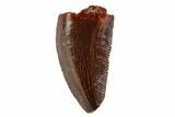 Serrated, Raptor Tooth - Real Dinosaur Tooth #109491-1